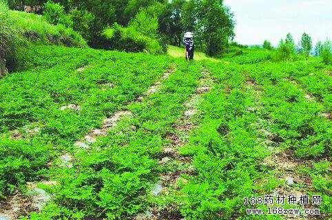 2017年中药材种植前景分析