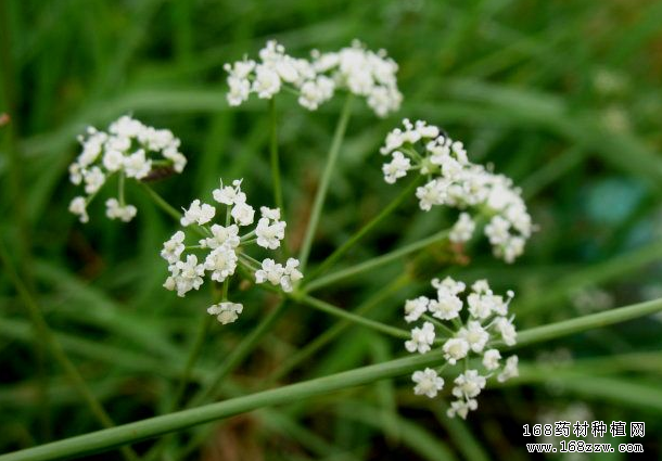 适合北方种植的中药材品种-关防风