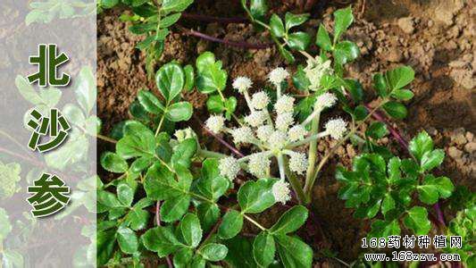 适合北方种植的中药材品种-北沙参