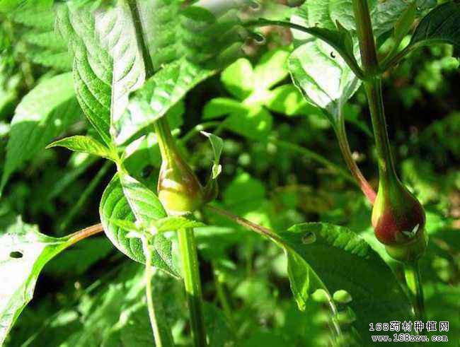 适合北方种植的中药材品种-牛膝