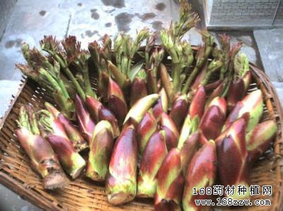 刺龙牙的功效和作用有哪些？