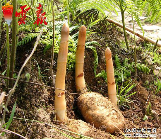 云南16州市药材地图出炉 你的家乡哪种药材上榜