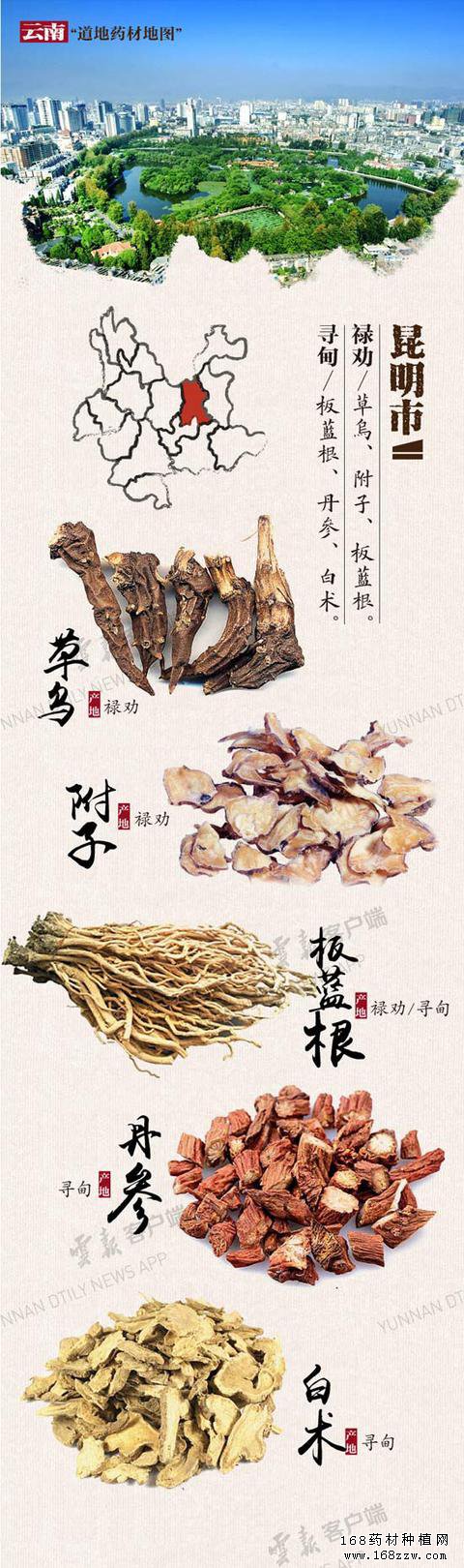 云南16州市药材地图出炉 你的家乡哪种药材上榜