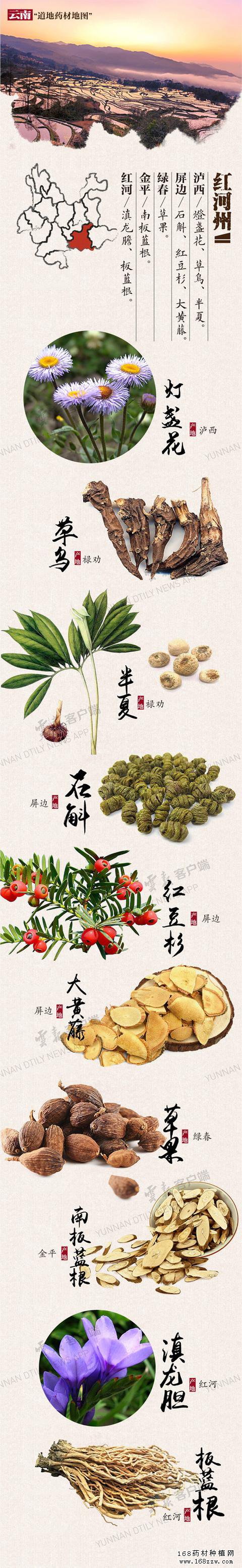 云南16州市药材地图出炉 你的家乡哪种药材上榜