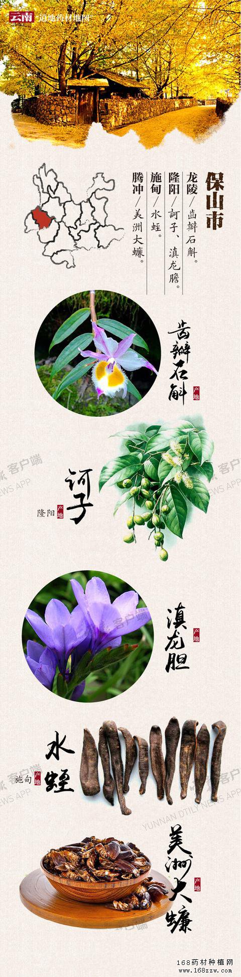云南16州市药材地图出炉 你的家乡哪种药材上榜
