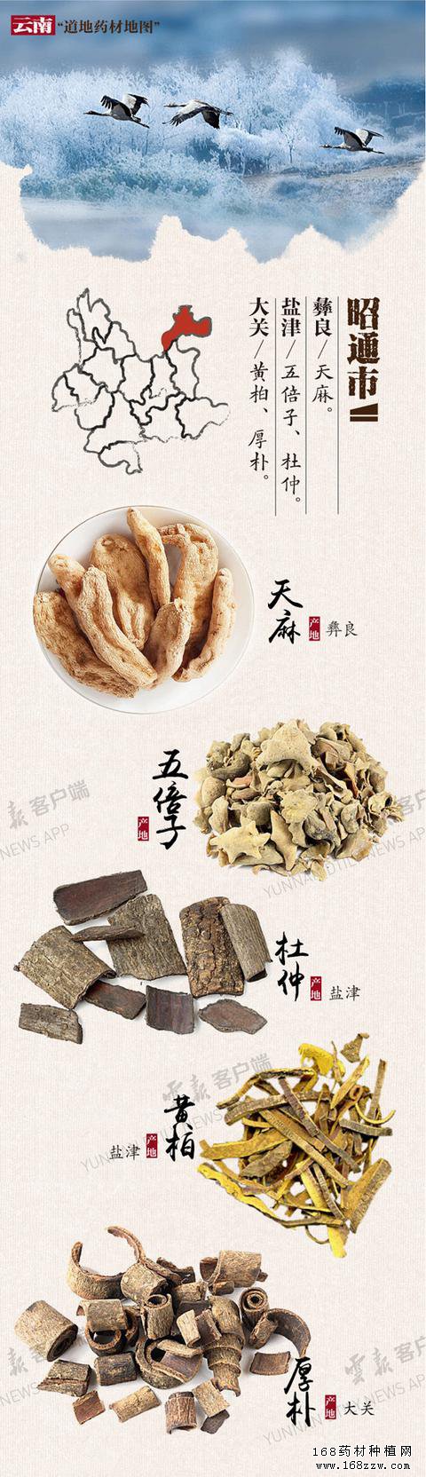 云南16州市药材地图出炉 你的家乡哪种药材上榜