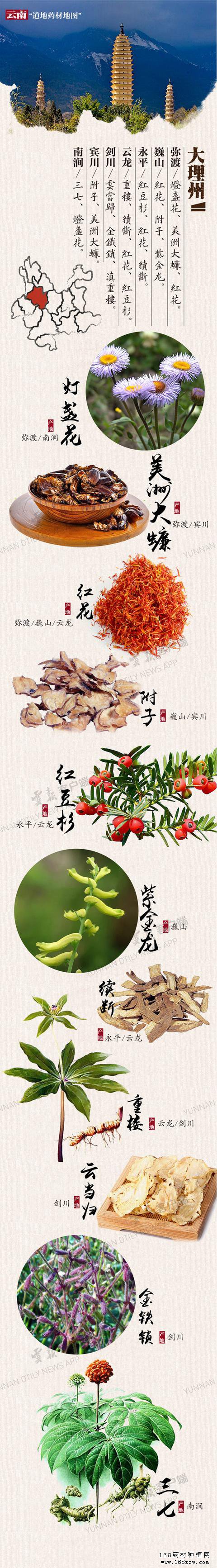 云南16州市药材地图出炉 你的家乡哪种药材上榜