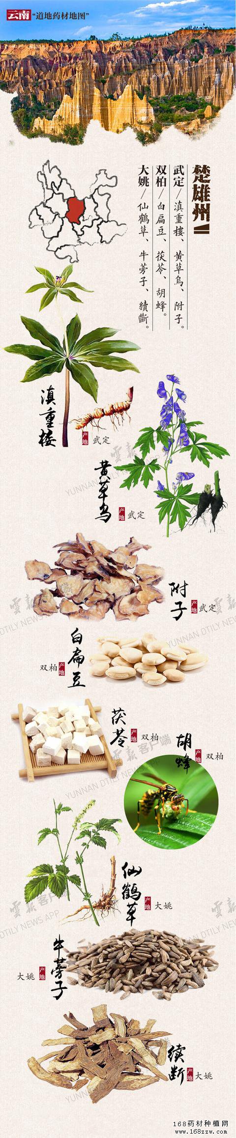云南16州市药材地图出炉 你的家乡哪种药材上榜