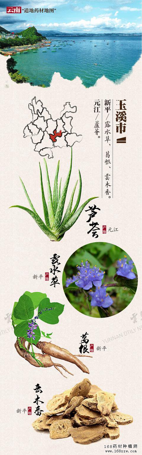 云南16州市药材地图出炉 你的家乡哪种药材上榜