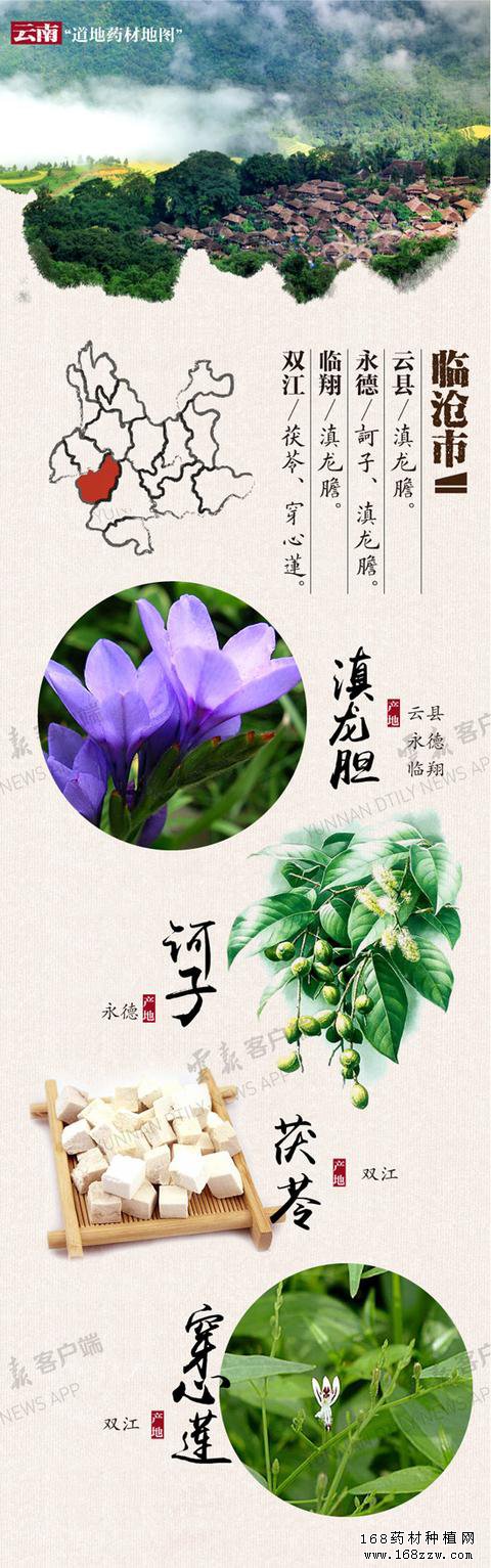 云南16州市药材地图出炉 你的家乡哪种药材上榜