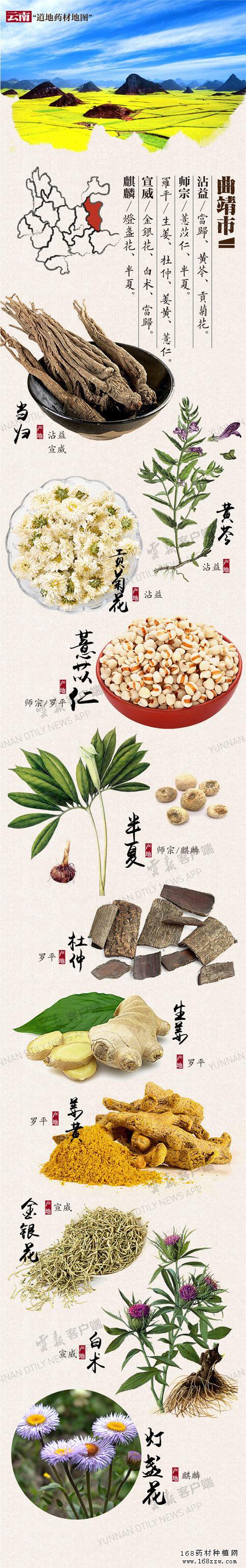 云南16州市药材地图出炉 你的家乡哪种药材上榜