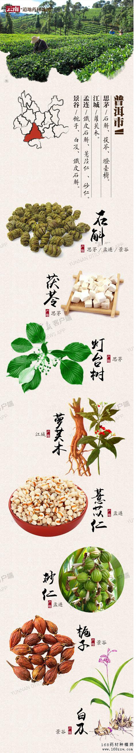 云南16州市药材地图出炉 你的家乡哪种药材上榜