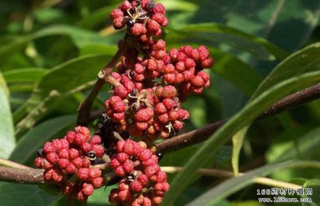 怎样种植吴茱萸?吴茱萸种植技术要点