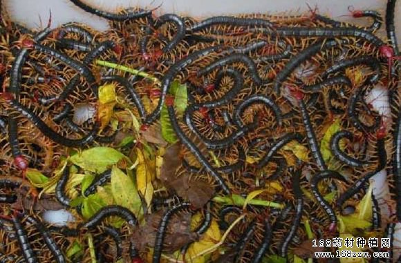 怎样养殖蜈蚣?蜈蚣人工养殖技术要点