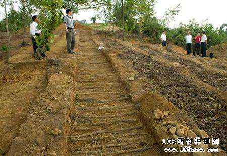 天麻什么时间种植?怎样种植天麻?