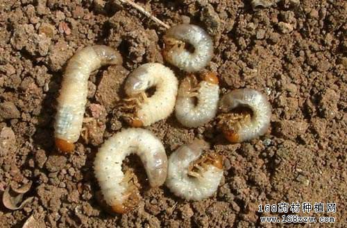 怀山药蛴螬的防治方法