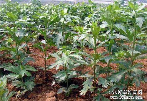 怎样种植川乌:川乌种植管理技术详解