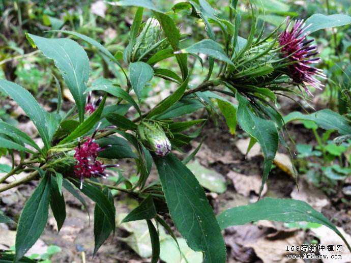 2016年河北博野药材种植收入逾2.1亿 种药材成农民致富好项目