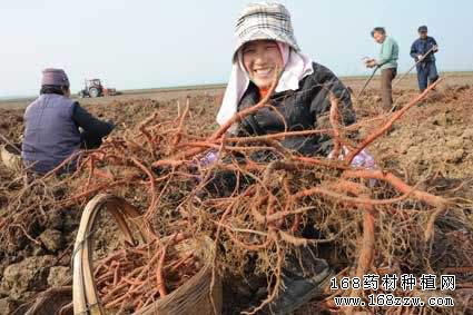 重庆潼南300亩丹参进入采收期
