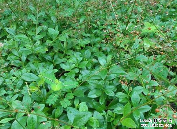 怎样种植土人参?土人参种植技术要点