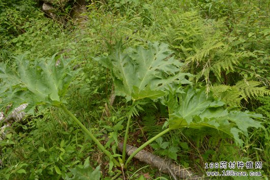 怎样种植掌叶大黄?掌叶大黄栽培技术要点