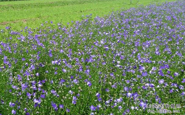 种植桔梗赚钱吗?2017年桔梗种植前景及价格行情预测