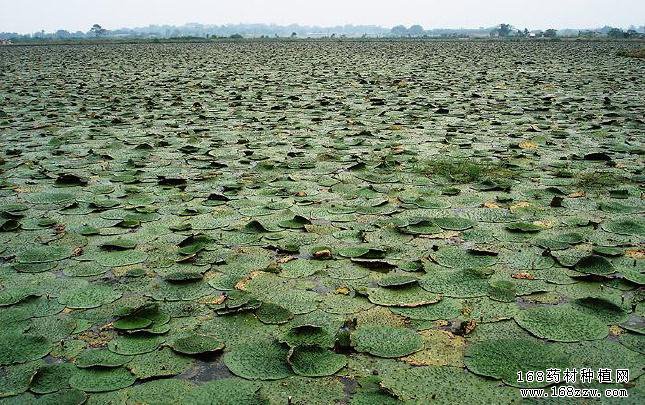 怎样种植芡实?芡实栽培技术要点