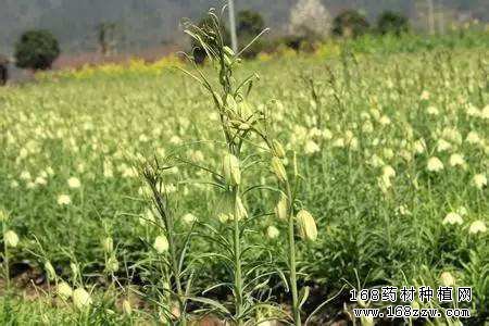 怎样种植平贝母?平贝母栽培技术要点