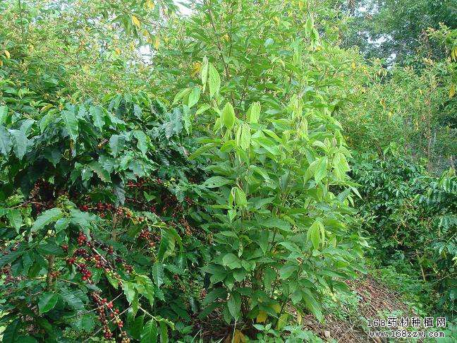怎样种植千斤拔?千斤拔人工栽培技术