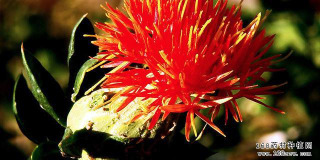 怎样种植西红花?西红花高产栽培技术要点