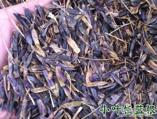 最新板蓝根种子价格:板蓝根种子产地货缺价格上升