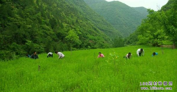 甘肃成县:中药材喜丰收 药农笑开颜