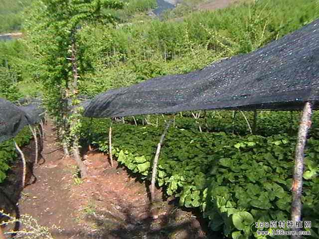 怎样种植细辛?细辛栽培技术要点
