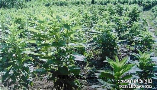 玄参叶枯病(铁焦叶)的症状及防治方法