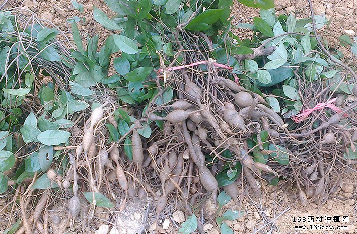 怎样种植牛大力?牛大力种植技术要点