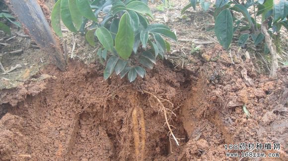 怎样种植牛大力?牛大力种植技术要点