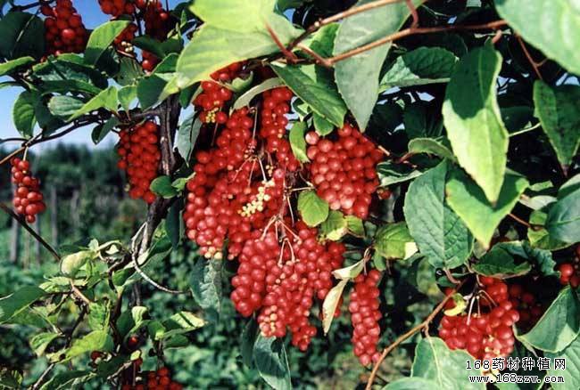 种植五味子常见病害及防治方法