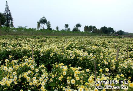 怎样种植杭白菊?杭白菊栽培技术要点
