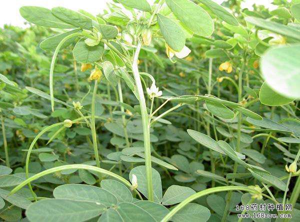 怎样种植决明子?决明子种植技术要点