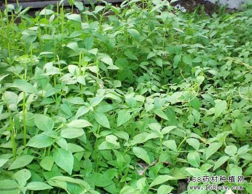 怎样种荆芥?无公害荆芥栽培技术要点