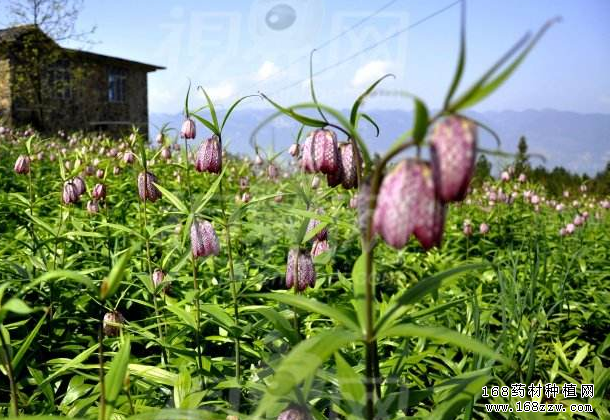 湖北巴东黄发首种植贝母一亩收入近万元