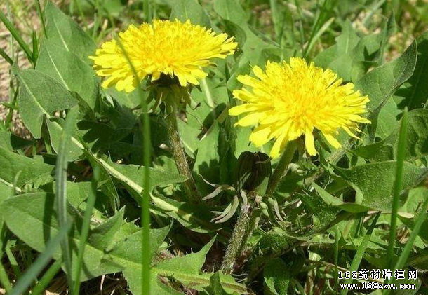 怎样种植蒲公英?蒲公英栽培技术要点