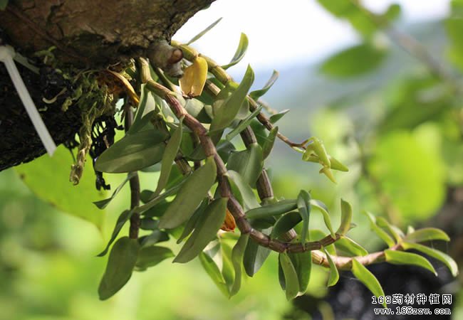 铁皮石斛仿野生种植技术要点