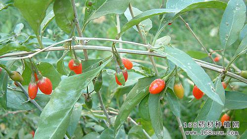 怎样种植枸杞？枸杞栽培管理技术要点