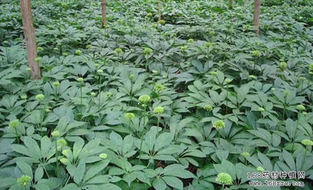 怎样种植三七?三七种植加工技术要点