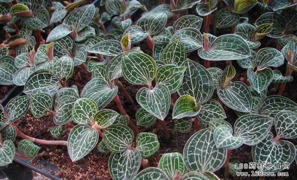 种植金线莲赚钱吗?金线莲种植成本与效益分析