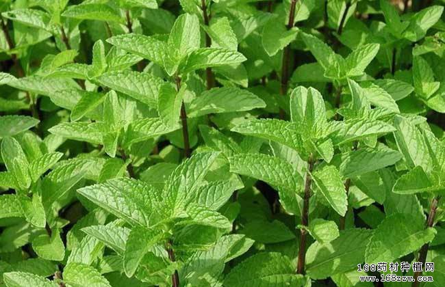 怎样种植薄荷？中药材薄荷种植技术要点