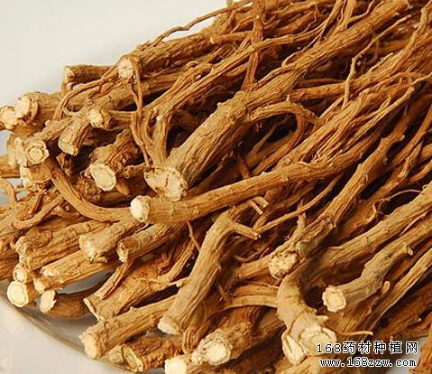 怎样鉴别柴胡真伪?