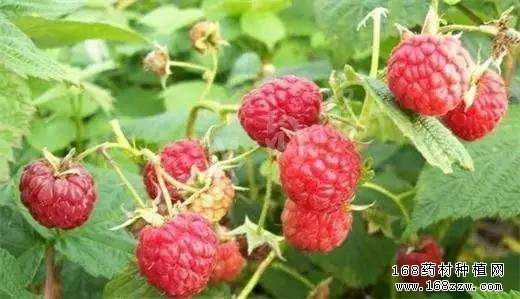 覆盆子高产栽培技术