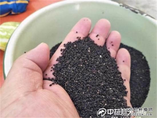 2017年黄芩价格预测及黄芩种植前景分析